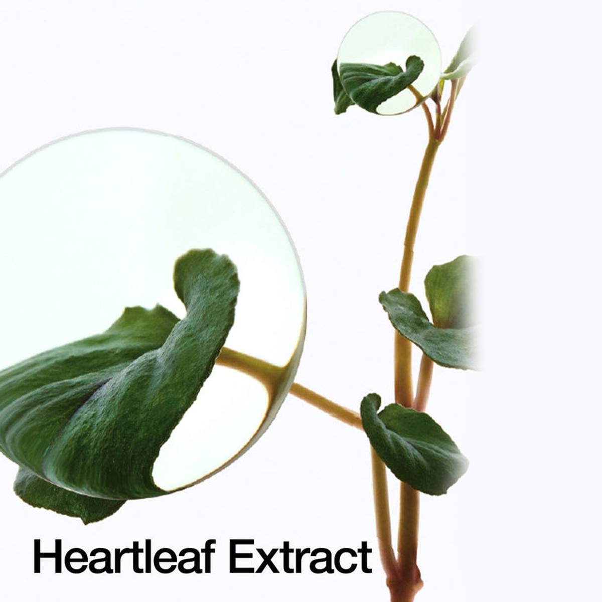 ANUA heartleaf Extract
