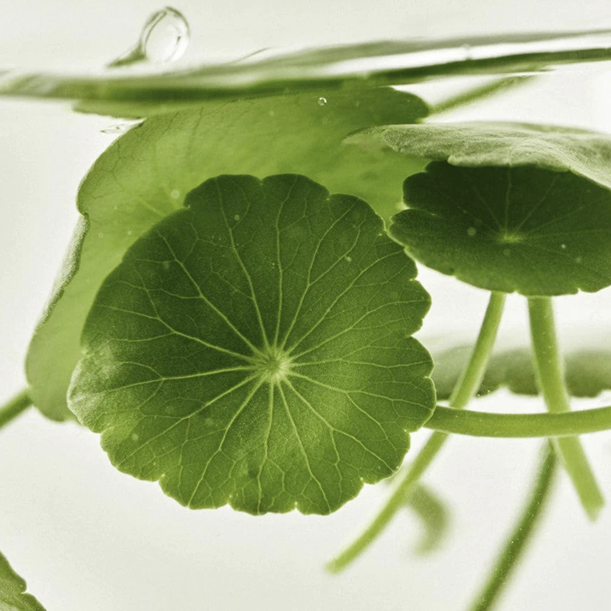 Beauty Of Joseon Light On Serum Centella + Vita c