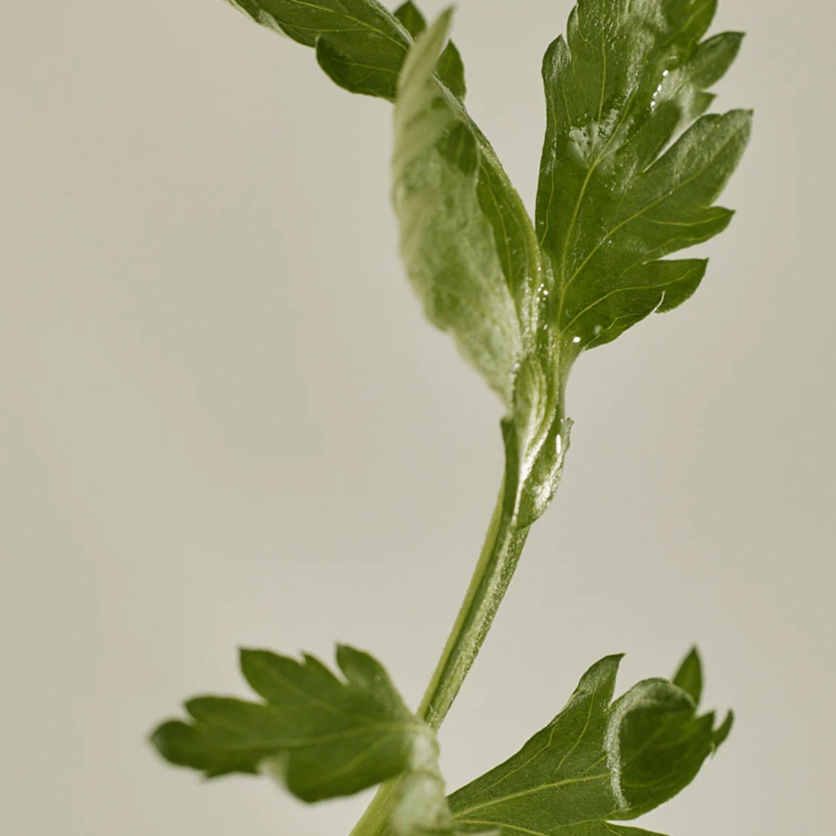 Beauty Of Joseon Matte Sun Stick : Mugwort + Camelia