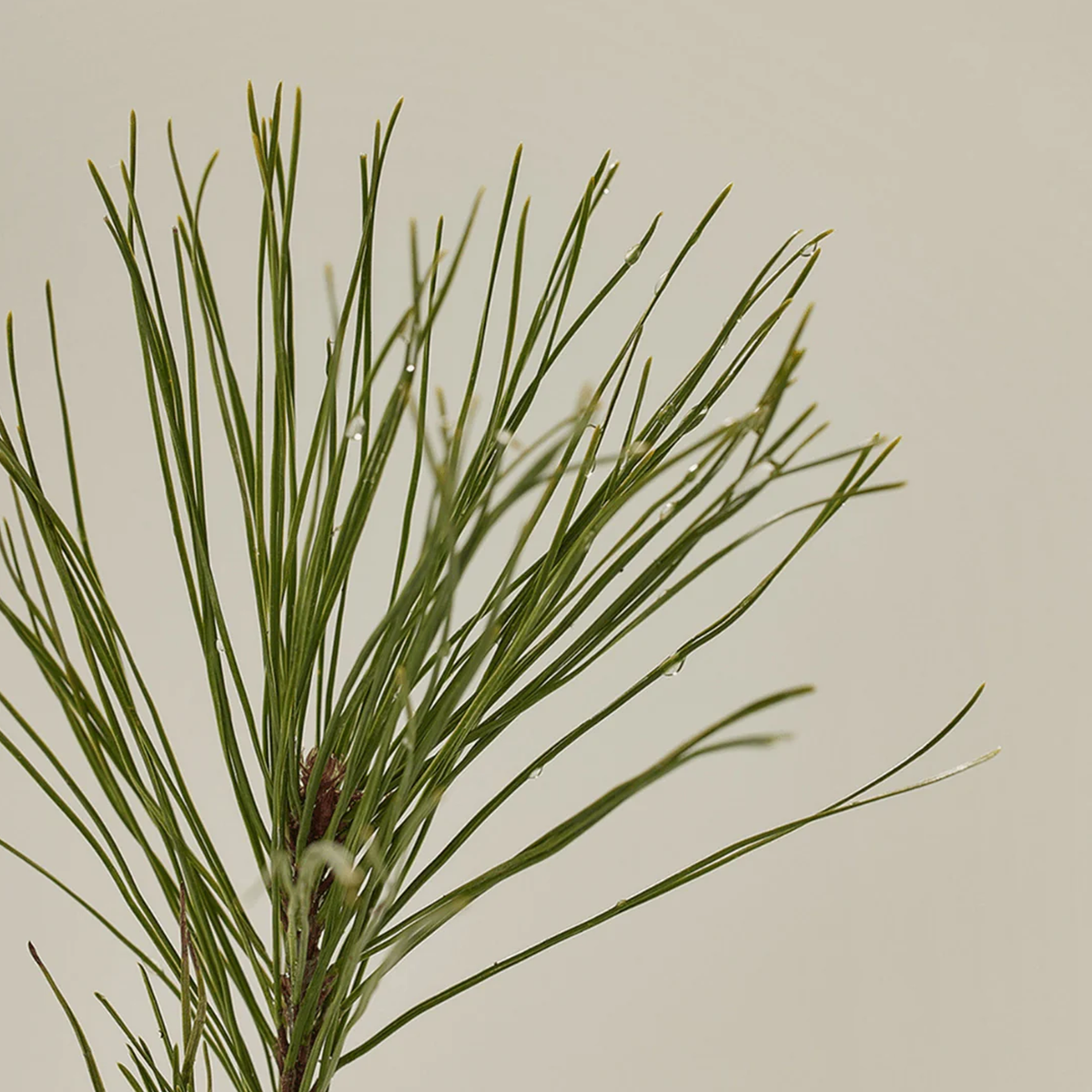 Beauty Of Joseon Pine Grove : Body Wash