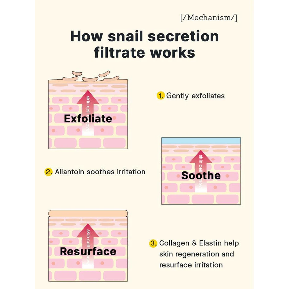 Moisturizer enriched with 92% of snail mucin to give skin nourishment - How Snail Secretion Filtrate Works